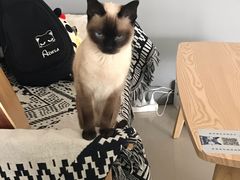 -平行世界·猫咖(首经贸店)