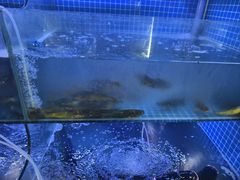 -芦茨金富饭庄·25年老字号·专做稻草鸡