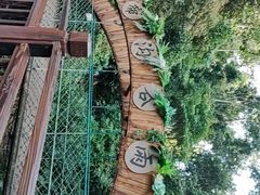 -西双版纳原始森林公园