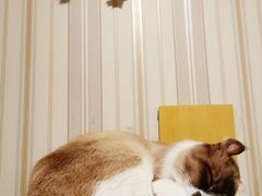 -猫小院猫主题咖啡厅(北锣店)