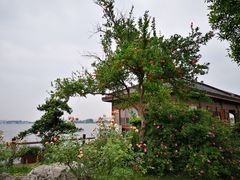 -鹅湖玫瑰文化园