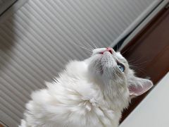 -猫大福·Fortune Cat猫舍(百子湾店)