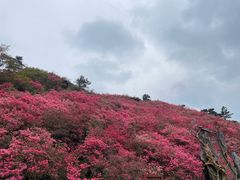 -木兰云雾山