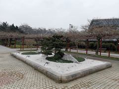 -嘉定紫藤园