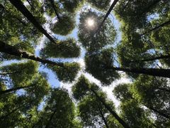 -山王坪喀斯特国家生态公园