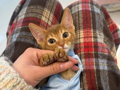 -猫十亿·布偶金渐层·曼基康矮脚猫舍(青年路店)