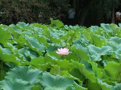 -成都杜甫草堂博物馆