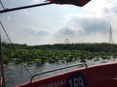 -白洋淀景区