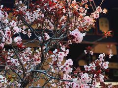 -朱家花园