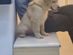 -宠颐生汉谟拉比宠物医院