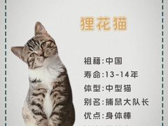 -翊宠yipet猫狗购宠庄园犬舍•猫舍