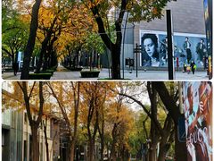 -三里屯东五街银杏大道