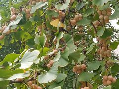 -四川大学(华西校区)