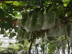 -马陆小张葡萄园农家乐