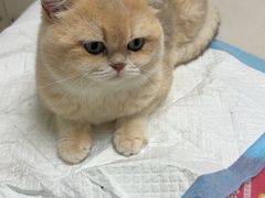 -宠颐生汉谟拉比宠物医院