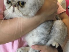 -70cat德文卷毛猫·缅因猫纯种猫舍