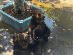 -西霞口神雕山野生动物世界