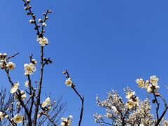 -无锡梅园公园