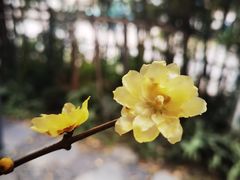 -扫雪煮茶(西村店)