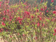 -南国桃园旅游度假区