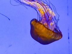 -上海海洋水族馆
