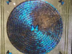 -上海昆虫博物馆