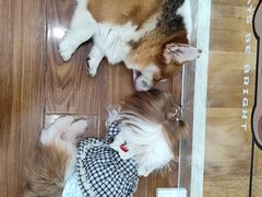 -汪说·狗咖·拼豆·宠物周边DIY(旺城大厦店)