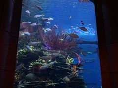 -迪拜帆船酒店海底餐厅