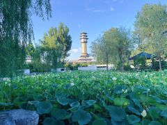 -廊坊市自然公园