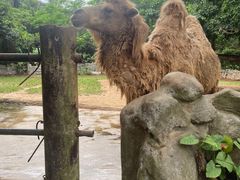 -海南热带野生动植物园