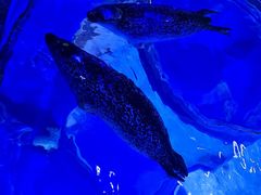 -上海海昌海洋公园-冰山北极馆