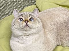-可蒙动物医院·猫科·骨科中心(首义路店)