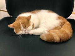 -飞行喵MR PILOT|猫舍·猫咖(静安大融城店)