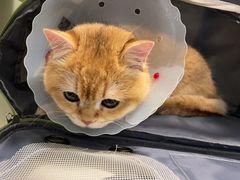 -伟伟宠物医院·瑞派猫友好医院·猫科(光谷店)