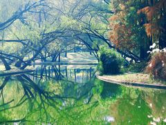 -上海共青森林公园