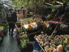 -曲阳花鸟市场(曲阳路店)