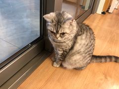 -MOYOYO猫咪咖啡店
