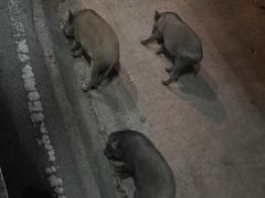 -清迈夜间动物园