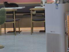 -喵园·猫主题咖啡厅·撸猫·猫咖(国贸店)