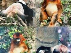 -成都动物园