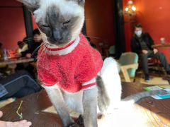 -猫色咖啡·猫咖