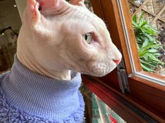 -有猫主题·治愈系猫咖(曾厝垵店)