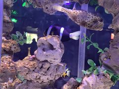 -太平洋海底世界