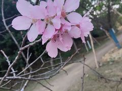 -中国科学院华南植物园