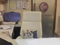 -宠爱国际动物医院·消化内科·心肾内科·ISFM猫友好(望京店)