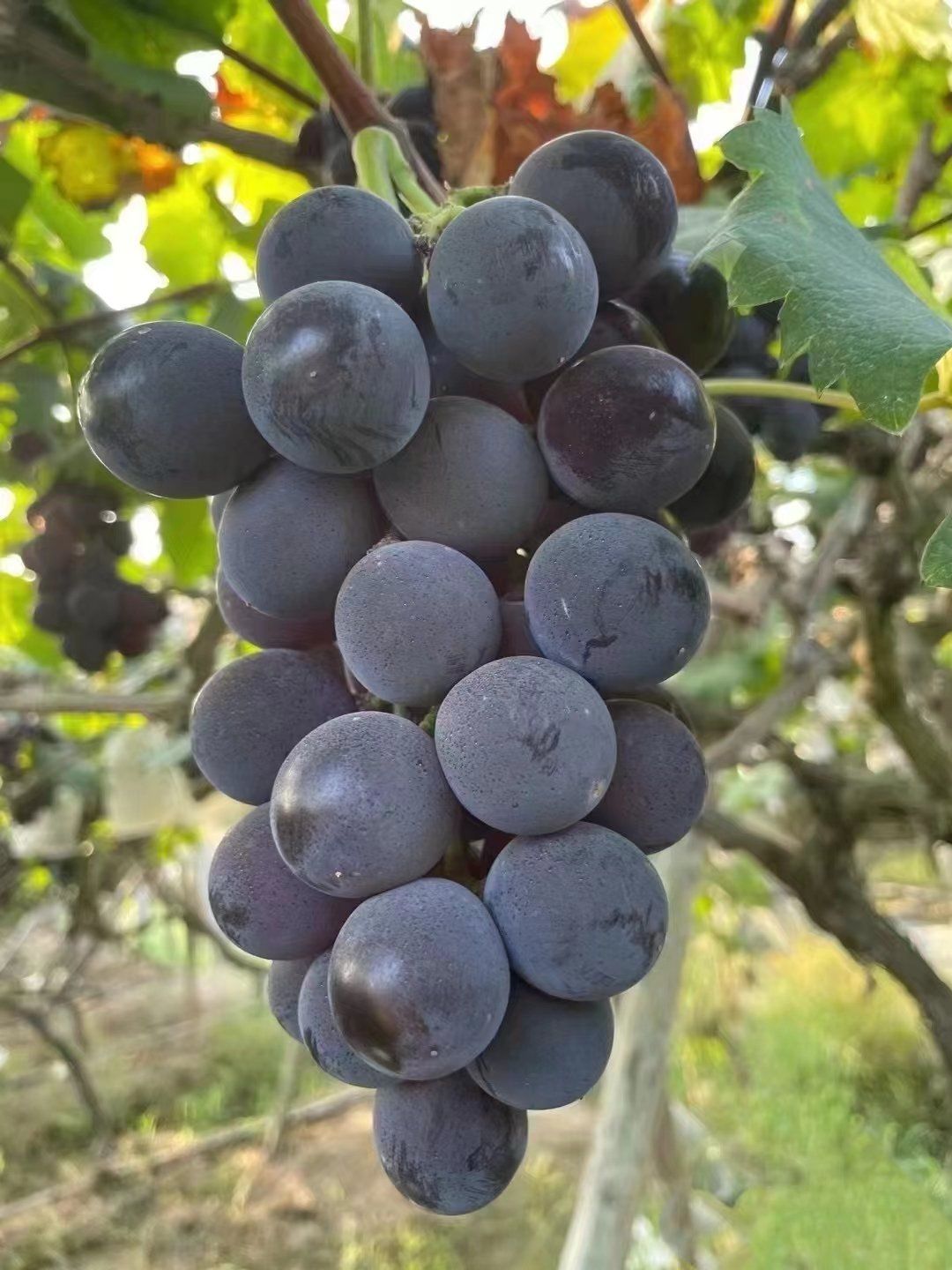 n但深的我心的葡萄还是它#墨玉巨峰葡萄 🍇🍇
生态种植🌿