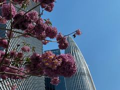 -深圳湾万象城(南山店)