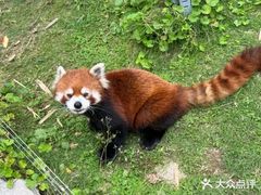 -灵玲国际马戏城