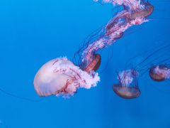 -大连老虎滩海洋公园