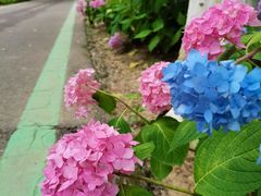 -合肥滨湖国家森林公园